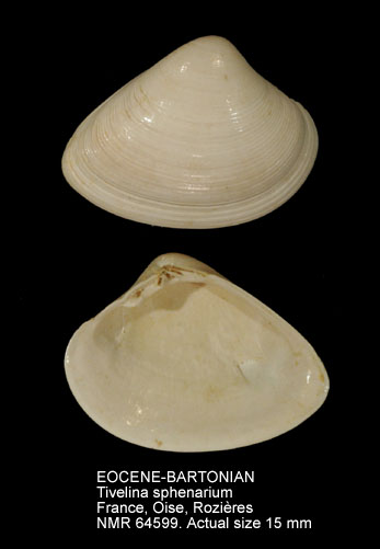 EOCENE-BARTONIAN Tivelina sphenarium.jpg - EOCENE-BARTONIANTivelina sphenarium(Bayan,1873)